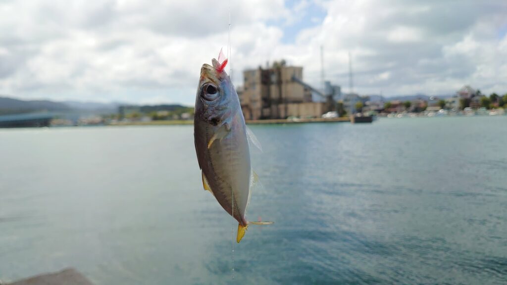 サビキで釣れているアジ1