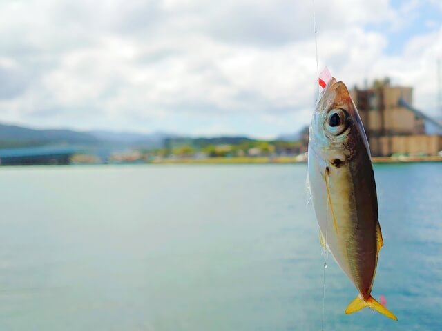 サビキで釣れたアジ2